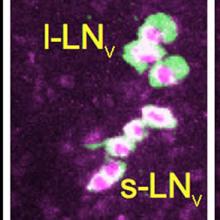 Hirsch lab image